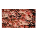 Πίνακας Νο57